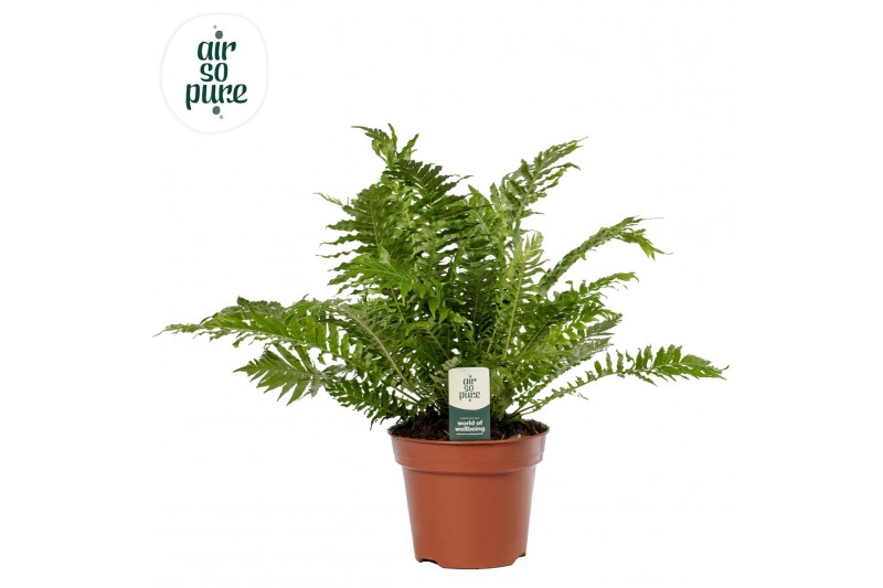 Blechnum silver lady Blechnum Silver Lady - Air So Pure 
