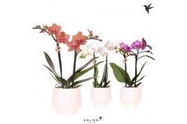Phalaenopsis mix Kolibri Orchids Phalaenopsis mix 2 spike in Scandic p