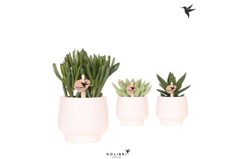 Succulenten mix Kolibri Greens Succulenten mix in Scandic pot white1 p 