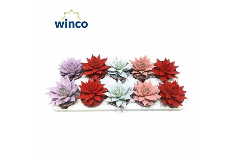 Echeveria agavoides Valentine - Echeveria Paint Love Mixoverige bl. 