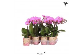 Phalaenopsis multiflora paars Kolibri Orchids Phalaenopsis Violet 1 sp
