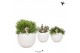 Rhipsalis mix Kolibri Greens Rhipsalis mix in Bowl pot1 pp 