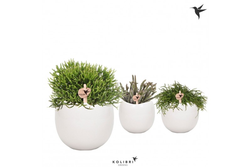 Rhipsalis mix Kolibri Greens Rhipsalis mix in Bowl pot1 pp 