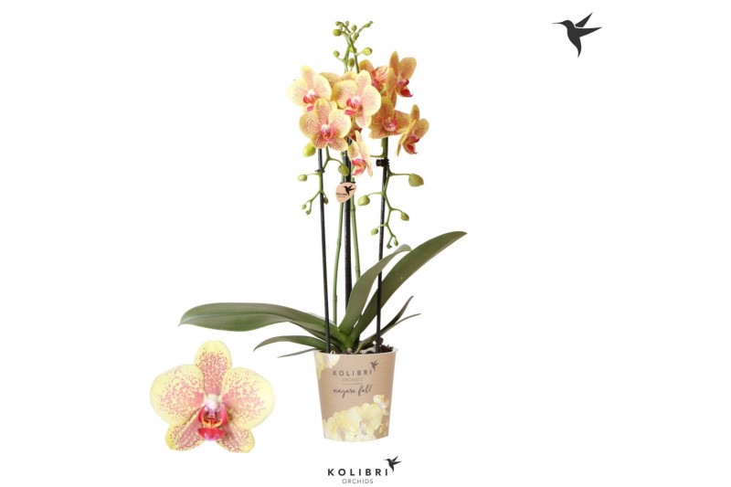 Phalaenopsis elegant cascade Kolibri Orchids Cascade Niagara fall Puls 