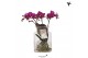 Phalaenopsis paars Kolibri Orchids Phalaenopsis Roots violet in glas s 