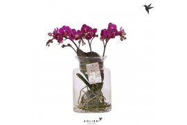 Phalaenopsis paars Kolibri Orchids Phalaenopsis Roots violet in glas s