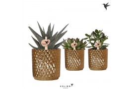 Succulenten mix Kolibri Greens Succulenten mix in Diamond pot gold1 pp