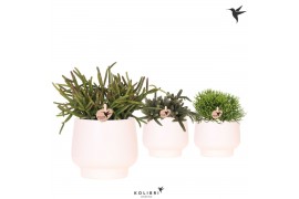Rhipsalis mix Kolibri Greens Rhipsalis mix in Scandic pot white1 pp