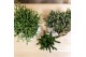 Rhipsalis mix Kolibri Greens Rhipsalis mix in Scandic pot white1 pp 