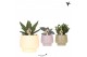 Succulenten mix Kolibri Greens Succulenten mix in Scandic pot green mi 