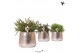 Rhipsalis mix Kolibri Greens Rhipsalis mix in Luxury pot silver1 pp 