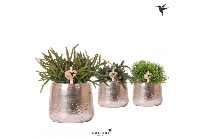 Rhipsalis mix Kolibri Greens Rhipsalis mix in Luxury pot silver1 pp 
