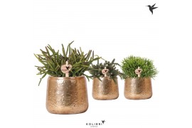 Rhipsalis mix Kolibri Greens Rhipsalis mix in Luxury pot gold1 pp