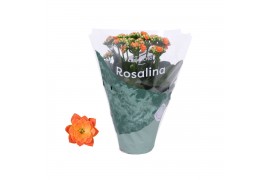 Kalanchoe rosalina don pedro oranje
