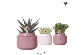 Succulenten mix Kolibri Greens Succulenten mix in Maze pot mix1 pp