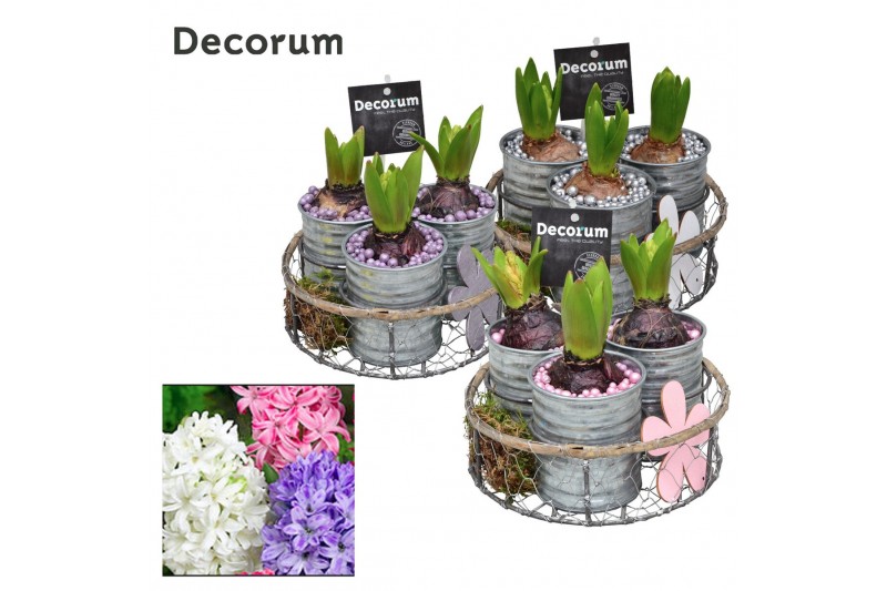 Arrangementen hyacinthus Hyacint Brocante Zink HL19680 [LOVELY COLORS] 