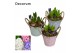 Arrangementen hyacinthus Hyacint Bucket Maxi HL10640 [LOVELY COLORS] 3 