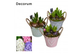 Arrangementen hyacinthus Hyacint Bucket Maxi HL10640 [LOVELY COLORS] 3