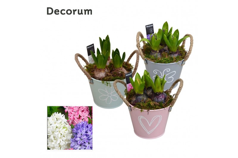 Arrangementen hyacinthus Hyacint Bucket Maxi HL10640 [LOVELY COLORS] 3 