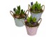 Arrangementen hyacinthus Hyacint Bucket Maxi HL10640 [LOVELY COLORS] 3 