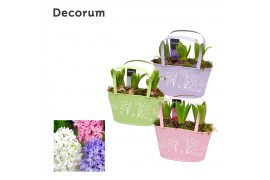 Arrangementen hyacinthus Hyacint Colourful Basket HL12763 [LOVELY COLO