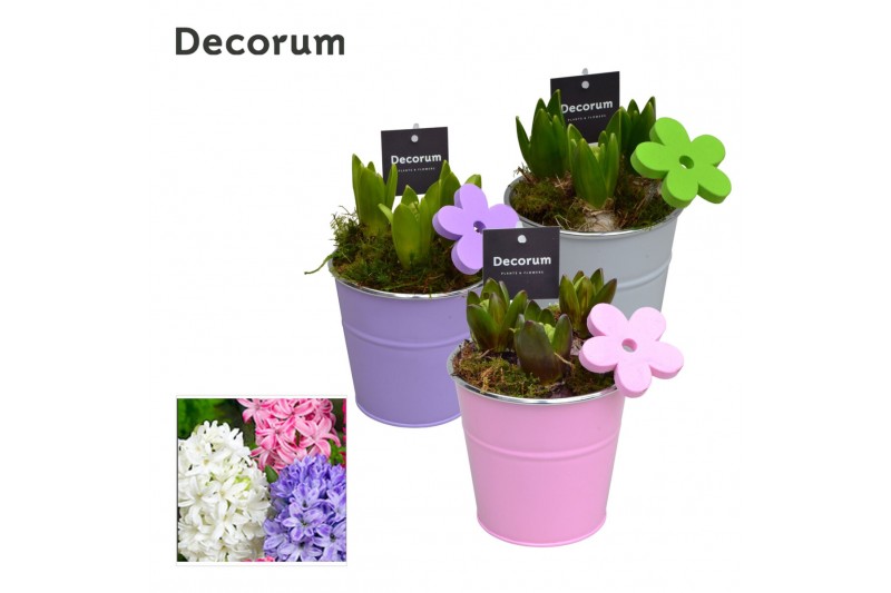 Arrangementen hyacinthus Hyacint Colourful Bucket HL16583 [LOVELY COLO 