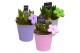 Arrangementen hyacinthus Hyacint Colourful Bucket HL16583 [LOVELY COLO 