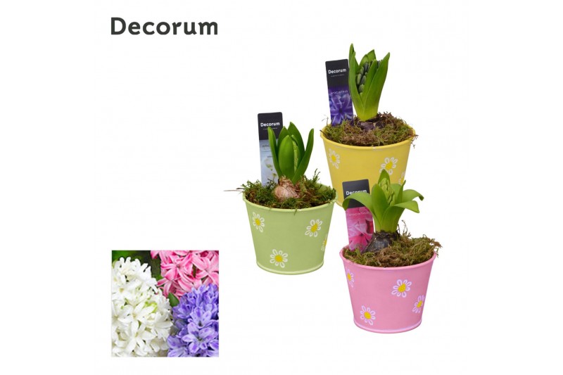 Arrangementen hyacinthus Hyacint Fleur Petit HL13473 [LOVELY COLORS] 1 