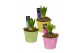 Arrangementen hyacinthus Hyacint Fleur Petit HL13473 [LOVELY COLORS] 1 