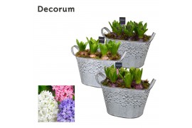 Arrangementen hyacinthus Hyacint Flower Basket HL12633 [PURE] 6 pp 150