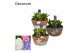 Arrangementen hyacinthus Hyacint Urban schaal HL10913 [PURE] 5 pp 150  