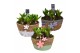 Arrangementen hyacinthus Hyacint Urban schaal HL10913 [PURE] 5 pp 150  