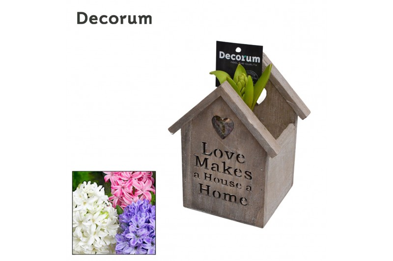 Arrangementen hyacinthus Hyacint Lovely Home HL11650 [PURE] 1 pp 