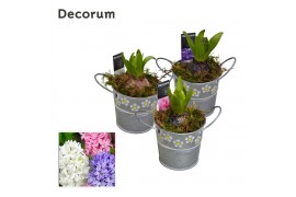 Arrangementen hyacinthus Hyacint Spring Bucket Mini HL15473 [PURE] 1 p