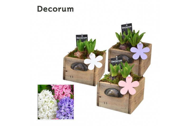 Arrangementen hyacinthus Hyacint Wooden Drawer HL10753 [PURE] 3 pp 75  