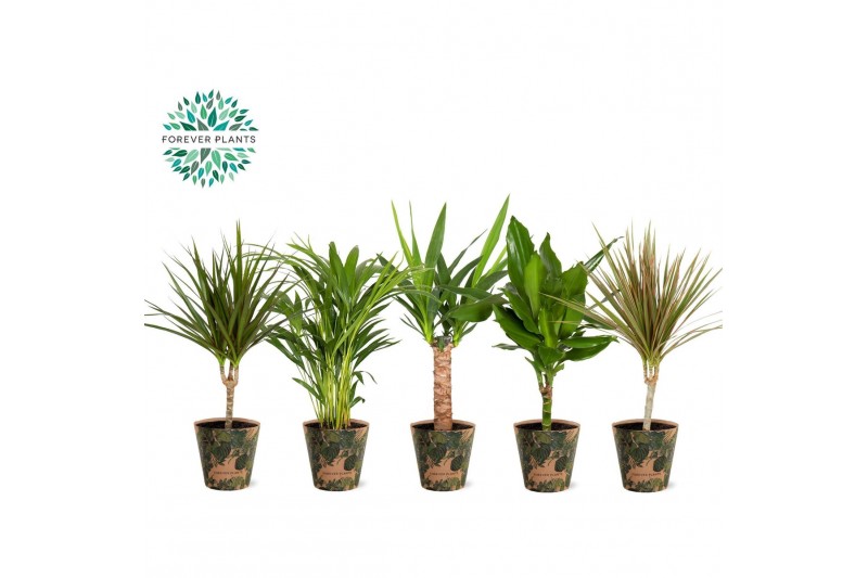 Kamerplanten mix Groen Mix p14 in SIERCUP GREEN JEWELS 1 pp 