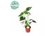 Monstera deliciosa Monstera Deliciosa p14 PEAT FREE 1 pp 