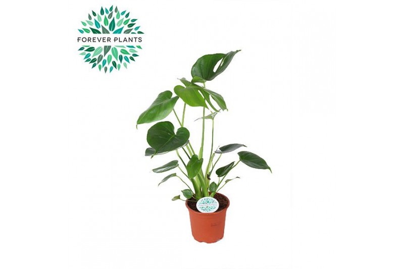 Monstera deliciosa Monstera Deliciosa p14 PEAT FREE 1 pp 