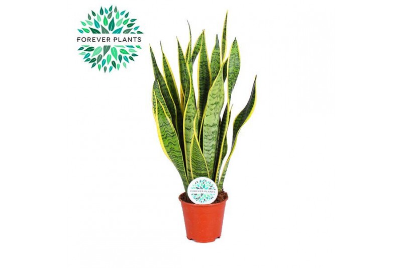 Sansevieria trifasciata laurentii Sansevieria Laurentii p14 (niet MPS  