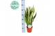 Sansevieria trifasciata laurentii Sansevieria Laurentii p14 (niet MPS  