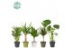 Kamerplanten mix Groen Mix p14 in COCO Keramiek 1 pp 