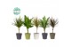 Dracaena marg. mix Dracaena Marginata mix p14 in COCO Keramiek 1 pp 