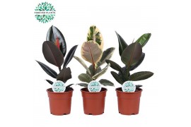 Ficus elastica Ficus Elastica 2-3 soorten mix p17 1 pp