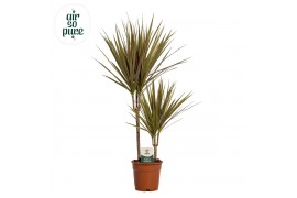 Dracaena marg. bicolor Dracaena Bicolor p17, 30+10 2 pp