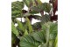 Calathea mix Calathea Gemengd p17 