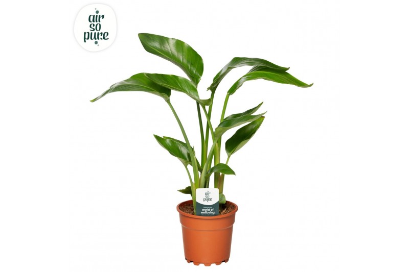 Strelitzia nicolai Strelitzia Nicolai p17 zonder bloem bl. 3 pp 