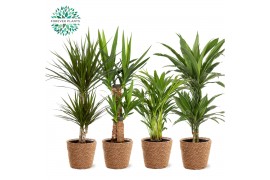 Kamerplanten mix Groen Mix kamerplanten p19 in GABY mand 1 pp