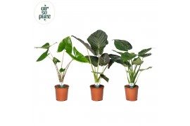 Alocasia mix Alocasia Gemengd p21 1 pp