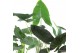 Alocasia mix Alocasia Gemengd p21 1 pp 