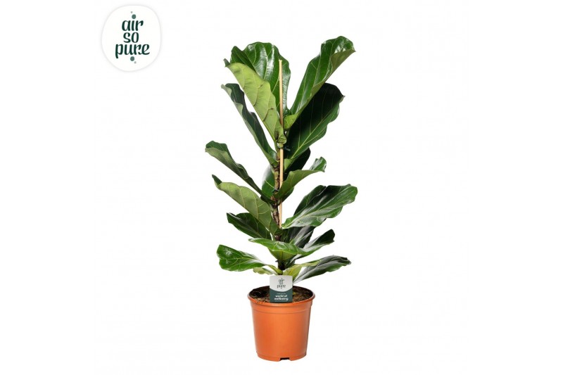 Ficus lyrata Ficus Lyrata p21 1 pp 